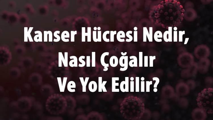 Kanser Hücresi Nedir, Nasıl Çoğalır Ve Yok Edilir Kanser Hücresinin Özellikleri Ve Yapısı