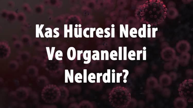 Kas Hücresi Nedir Ve Organelleri Nelerdir Kas Hücresi Kaç Kromozomdur