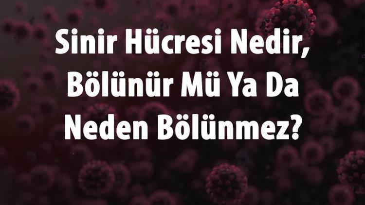 Sinir Hücresi Nedir, Bölünür Mü Ya Da Neden Bölünmez Sinir Hücresi Yapısı Ve Özellikleri