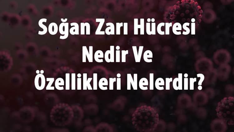 Soğan Zarı Hücresi Nedir Ve Özellikleri Nelerdir Soğan Zarı Hücresi Organelleri Nelerdir Ve Bölünür Mü