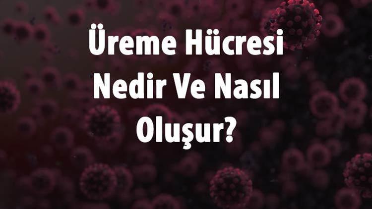 Üreme Hücresi Nedir Ve Nasıl Oluşur Üreme Hücresi Kaç Kromozom Ve Mitoz Ya Da Mayoz Geçirir Mi