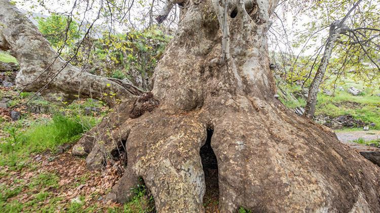 Tunceli’de ‘Doğu çınarı anıt ağaç olarak tescil edildi