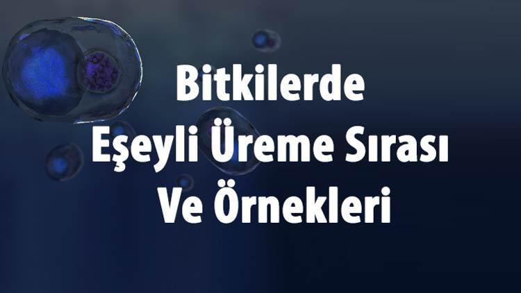 Bitkilerde Eşeyli Üreme Nasıl Gerçekleşir Ve Çeşitleri Nelerdir Bitkilerde Eşeyli Üreme Sırası Ve Örnekleri