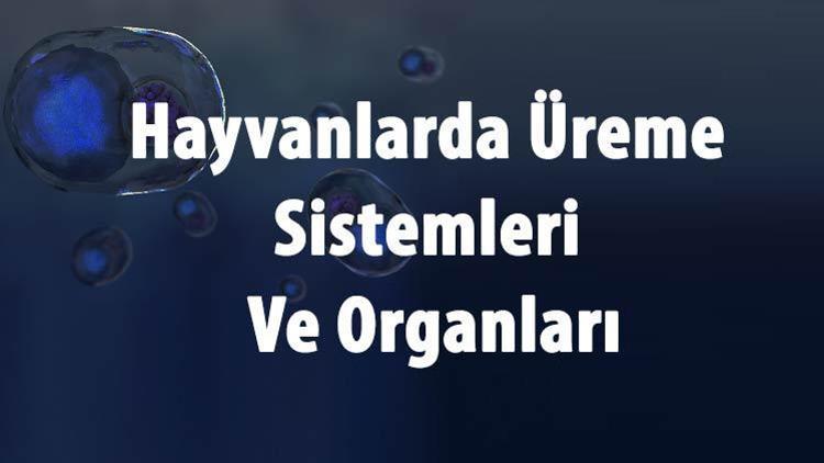 Hayvanlarda Üreme Nasıl Olur Ve Çeşitleri Nelerdir Hayvanlarda Üreme Sistemleri Ve Organları