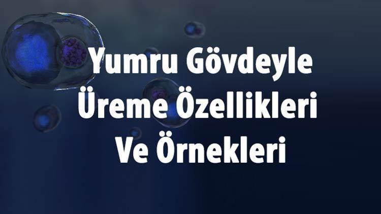 Yumru Gövde İle Üreme Nedir Ve Hangi Canlılarda Görülür Yumru Gövdeyle Üreme Özellikleri Ve Örnekleri