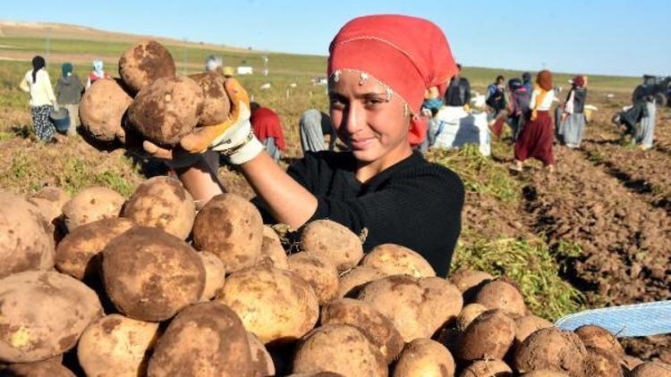 Ahlatta patatesten 500 milyon lira gelir bekleniyor