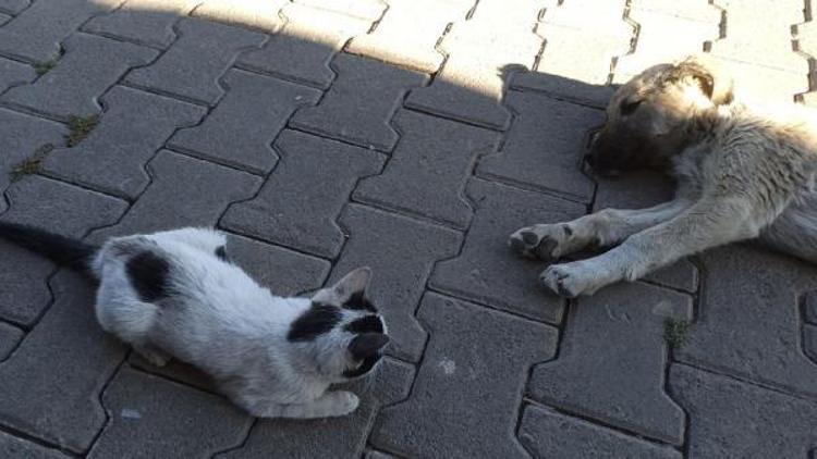 Yavru kedi ile köpeğin dostluğu hayran bıraktı