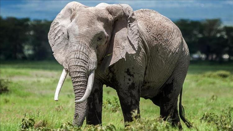 Filler hangi kıtada yaşar ve yarım kürede yer alır Filler kıtada dine mensup, kıtada dili, alfabeyi ve takvimi kullanıyor
