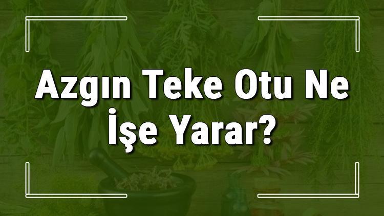 Azgın teke otu nedir, nasıl kullanılır ve nerede yetişir Azgın teke otunun faydaları nelerdir ve neye iyi gelir