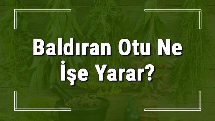 Baldıran otu nedir, ne işe yarar ve nasıl kullanılır? Baldıran otunun faydaları nelerdir ve neye iyi gelir