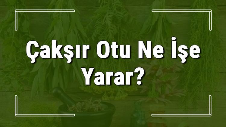 Çakşır otu nedir, ne işe yarar ve nerede yetişir Çakşır otunun faydaları nelerdir ve neye iyi gelir