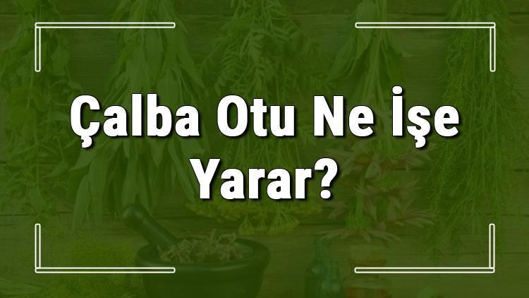 Çalba otu nedir, ne işe yarar ve nerede yetişir? Çalba otunun faydaları nelerdir ve neye iyi gelir