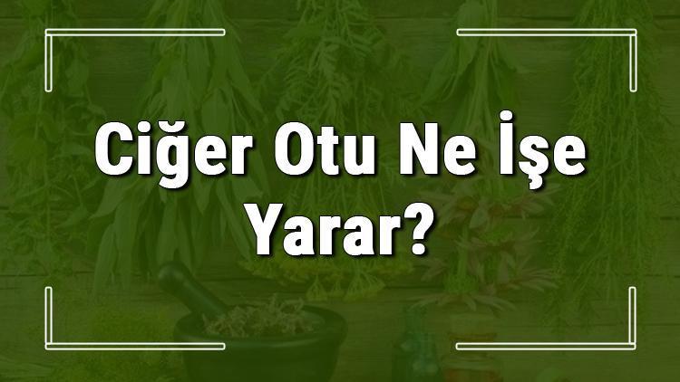 Ciğer otu nedir, ne işe yarar ve nerede yetişir? Ciğer otunun faydaları nelerdir ve neye iyi gelir