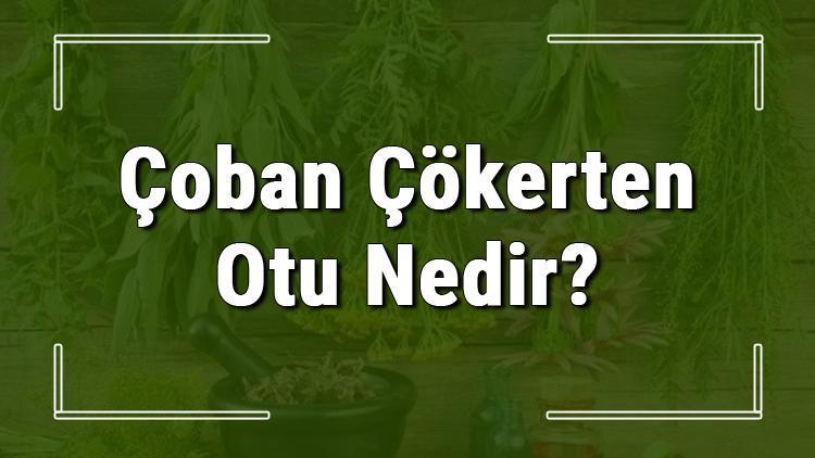 Çoban çökerten otu nedir, ne işe yarar ve nerede yetişir Çoban çökerten otunun faydaları nelerdir ve neye iyi gelir