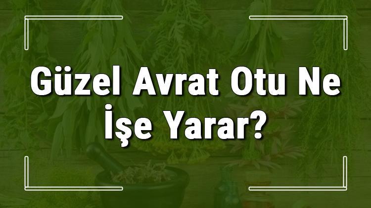 Güzel avrat otu nedir, ne işe yarar ve nerede yetişir? Güzel avrat otunun faydaları nelerdir ve neye iyi gelir