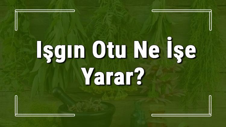 Işgın otu nedir, ne işe yarar ve nerede yetişir Işkın otunun faydaları nelerdir ve neye iyi gelir