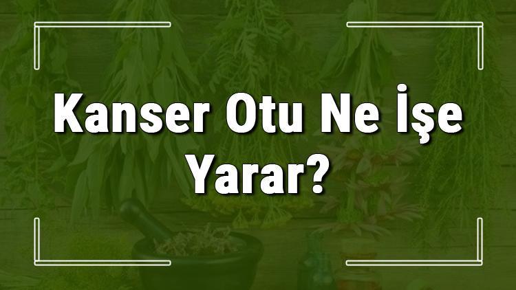 Kanser otu nedir, ne işe yarar ve nerede yetişir? Kanser otunun faydaları nelerdir ve neye iyi gelir