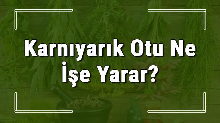 Karnıyarık otu nedir, nasıl kullanılır? Karnıyarık otunun faydaları nelerdir ve neye iyi gelir