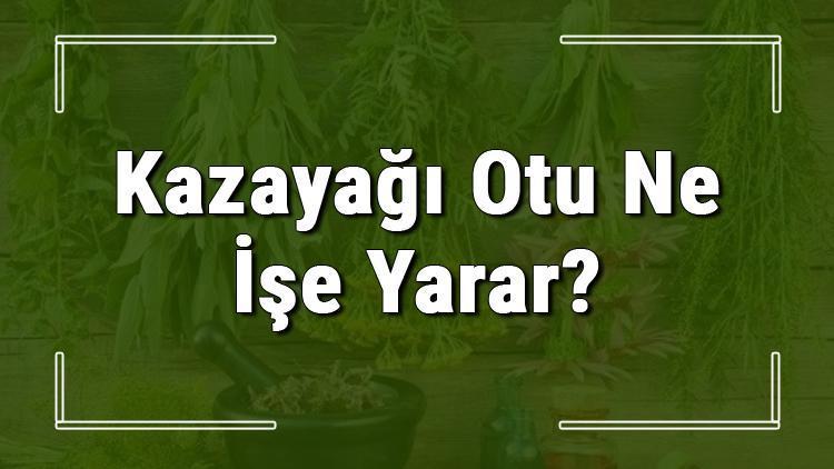 Kazayağı otu nedir, ne işe yarar ve nerede yetişir? Kazayağı otunun faydaları nelerdir ve neye iyi gelir