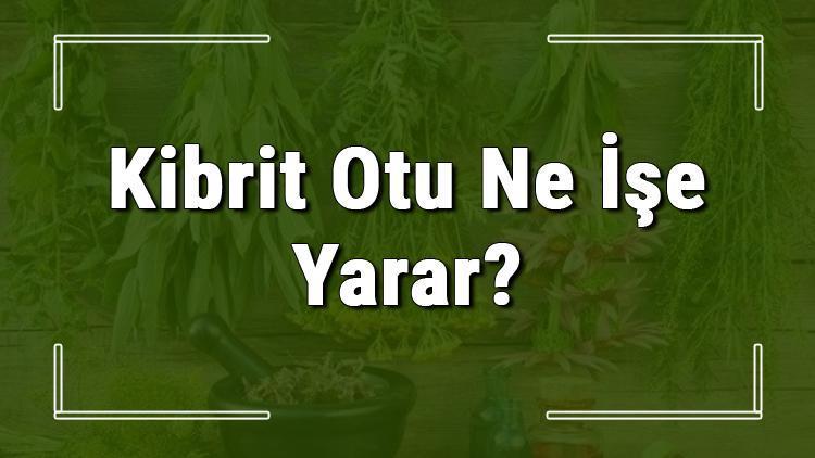 Kibrit otu nedir, ne işe yarar ve nerede yetişir Kibrit otunun faydaları nelerdir ve neye iyi gelir