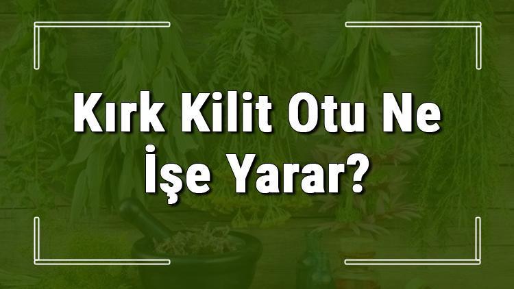 Kırk kilit otu nedir, ne işe yarar ve nerede yetişir? Kırk kilit otunun faydaları nelerdir ve neye iyi gelir