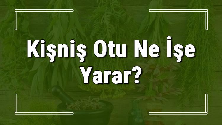 Kişniş otu nedir, ne işe yarar ve nasıl kullanılır? Kişniş otunun faydaları nelerdir ve neye iyi gelir