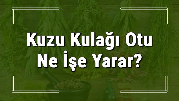 Kuzu kulağı otu nedir, ne işe yarar ve nerede yetişir? Kuzu kulağı otunun faydaları nelerdir ve neye iyi gelir