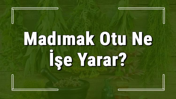 Madımak otu nedir, ne işe yarar ve nerede yetişir? Madımak otunun faydaları nelerdir ve neye iyi gelir