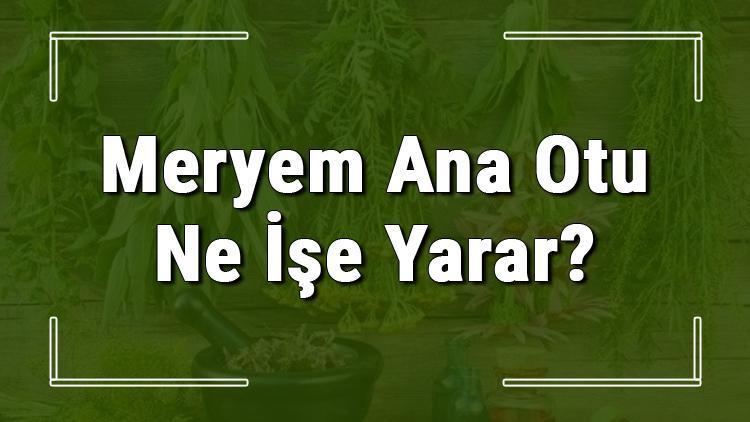 Meryem ana otu nedir, ne işe yarar ve nasıl kullanılır? Meryem ana otunun faydaları nelerdir ve neye iyi gelir