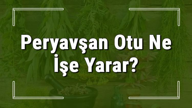 Peryavşan otu nedir, ne işe yarar ve nerede yetişir Peryavşan otunun faydaları nelerdir ve neye iyi gelir