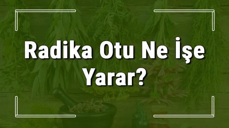 Radika otu nedir, ne işe yarar ve nerede yetişir Radika otunun faydaları nelerdir ve neye iyi gelir