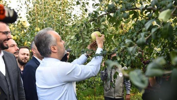 Deveci Armudunda hasat bereketli başladı