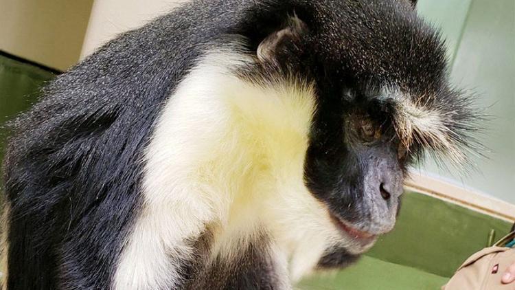Dünyanın en yaşlı Diana maymunu öldü