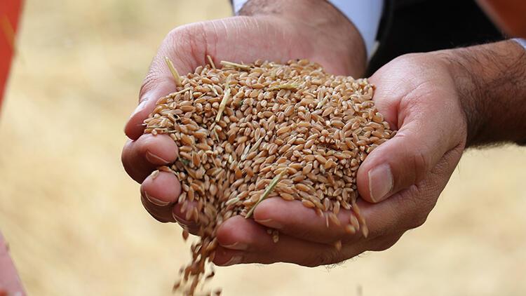 Talibandan maaş krizine buğdaylı çözüm