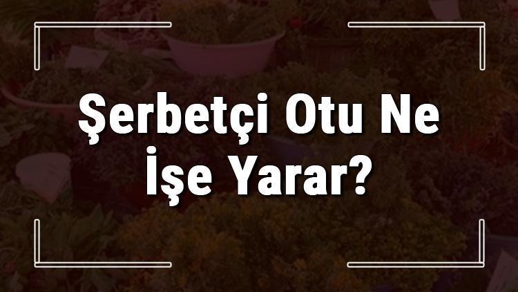 Şerbetçi otu nedir, ne işe yarar ve nerede yetişir? Şerbetçi otunun faydaları nelerdir ve neye iyi gelir