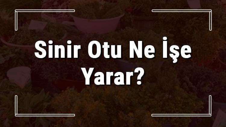 Sinir otu nedir, ne işe yarar ve nerede yetişir? Sinir otunun faydaları nelerdir ve neye iyi gelir