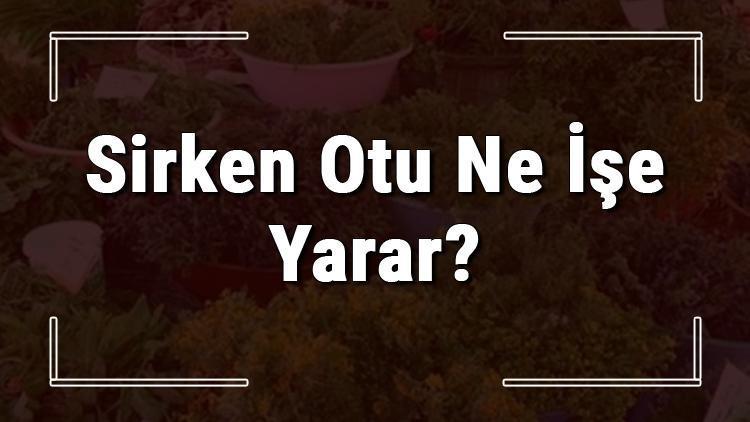 Sirken otu nedir, ne işe yarar ve nerede yetişir? Sirken otunun faydaları nelerdir ve neye iyi gelir