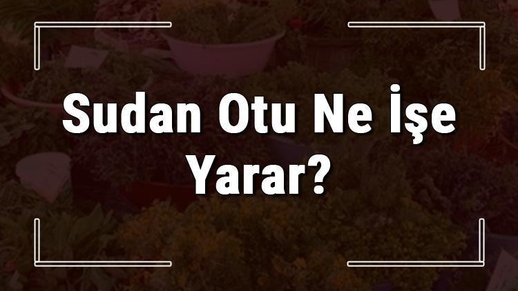 Sudan otu nedir, ne işe yarar ve nerede yetişir Sudan otunun faydaları nelerdir ve neye iyi gelir