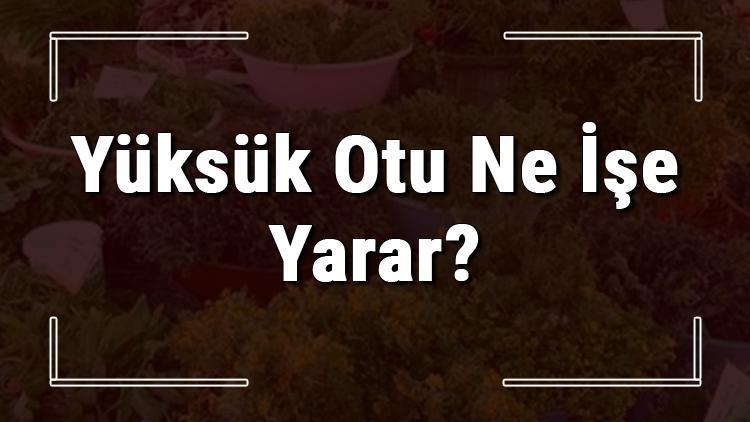 Yüksük otu nedir, ne işe yarar ve nerede yetişir? Yüksük otunun faydaları nelerdir ve neye iyi gelir   