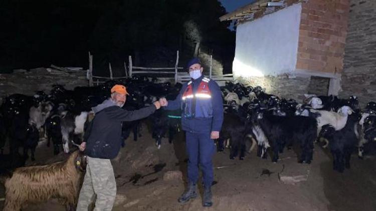 Gedizde çobanın kaybettiği hayvan sürüsünü jandarma buldu