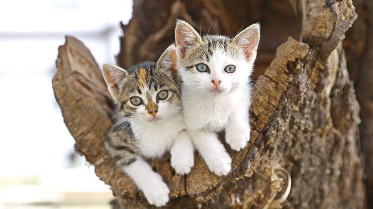 Rüyada Kedi Yavrusu Görmek Ne Anlama Gelir Rüyada Kedi Yavrusu Sevmek Ve Sahiplenmek Anlamı