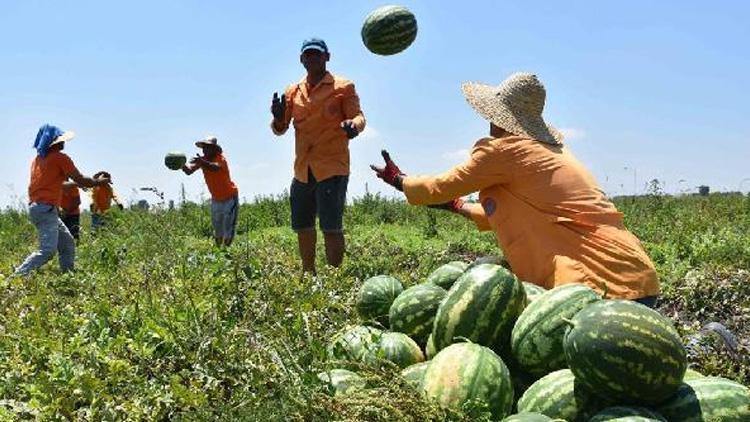 Hükümlüler, 16 bin dönüm alanda tarımsal üretime katkı sağlıyor