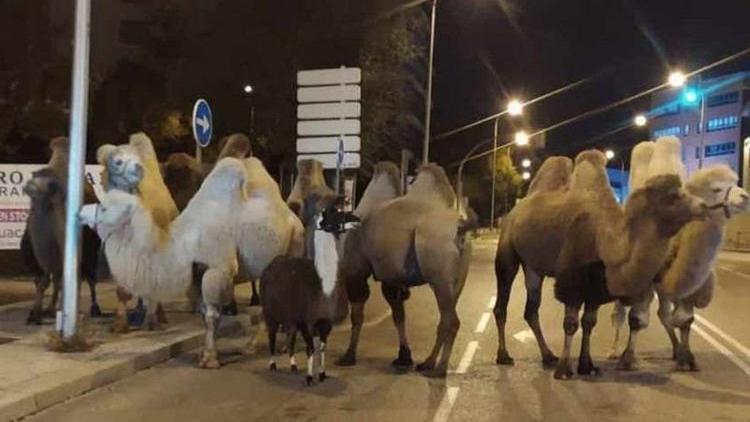 Sirkten kaçan 8 deve ve bir lama Madrid sokaklarında gezdi