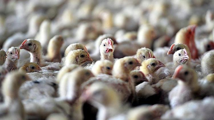 Japonyada kuş gribi alarmı Yaklaşık 143 bin tavuk itlaf edilecek