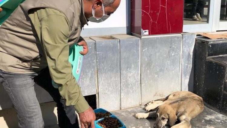 Silvanda sokak hayvanları için mama ve yem bırakıldı