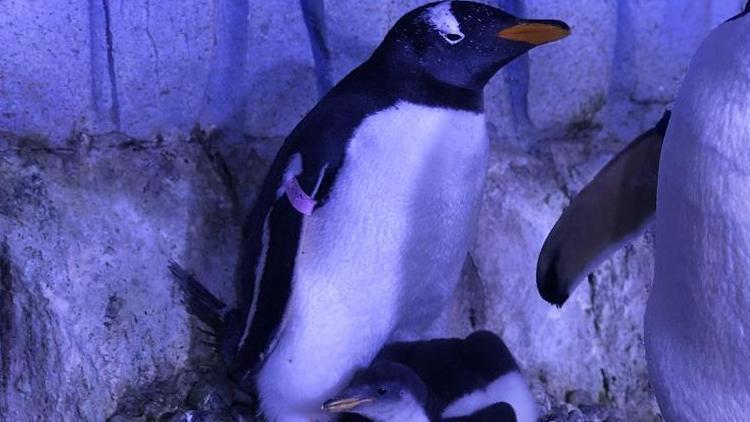 Antarktikadaki bir penguen yanlışlıkla 3 bin kilometre seyahat ederek Yeni Zelandaya gitti