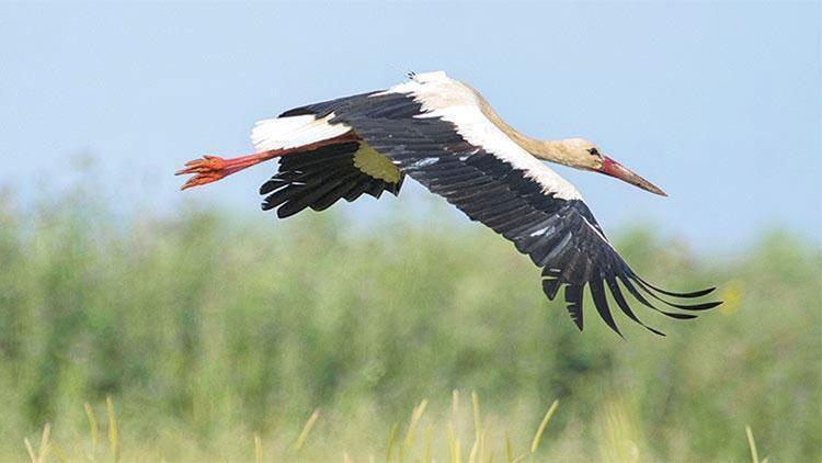 Klippi ve 5 Numara Sudan’da buluştu