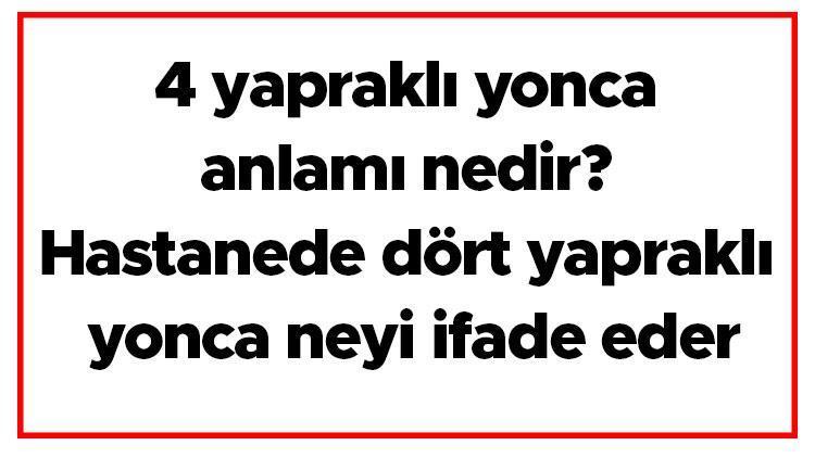 4 yapraklı yonca anlamı nedir Hastanede dört yapraklı yonca neyi ifade eder