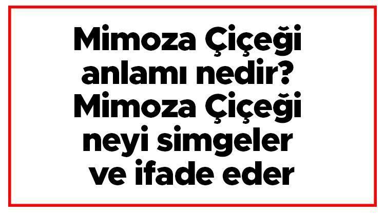 Mimoza Çiçeği anlamı nedir Mimoza Çiçeği neyi simgeler ve ifade eder