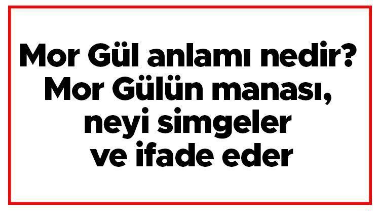 Mor Gül anlamı nedir Mor Gülün manası, neyi simgeler ve ifade eder